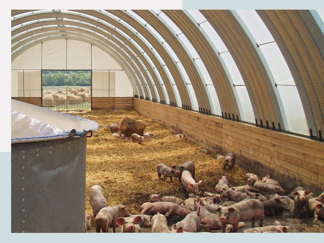 Строительство свинарников в Касимах